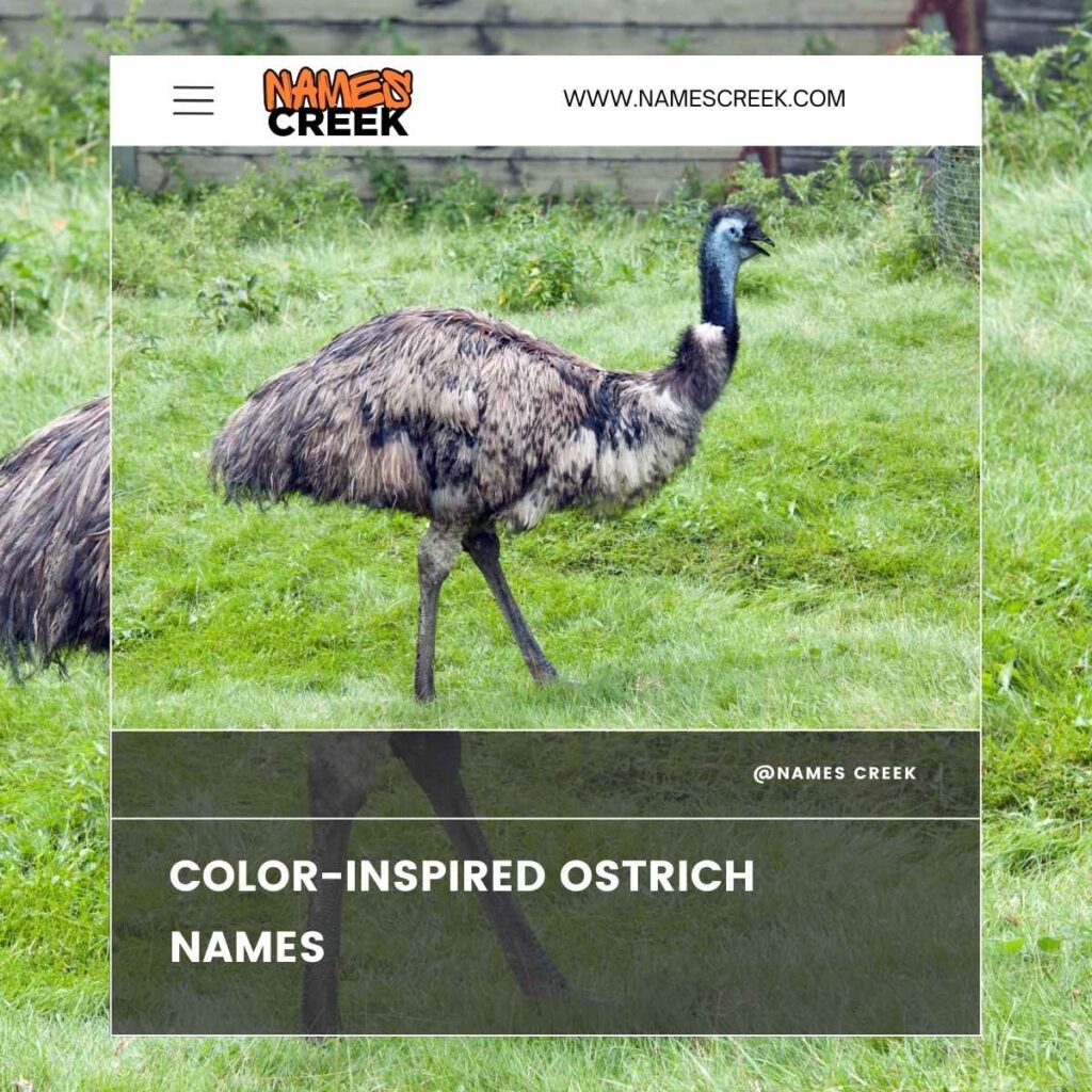 Color-Inspired Ostrich Names