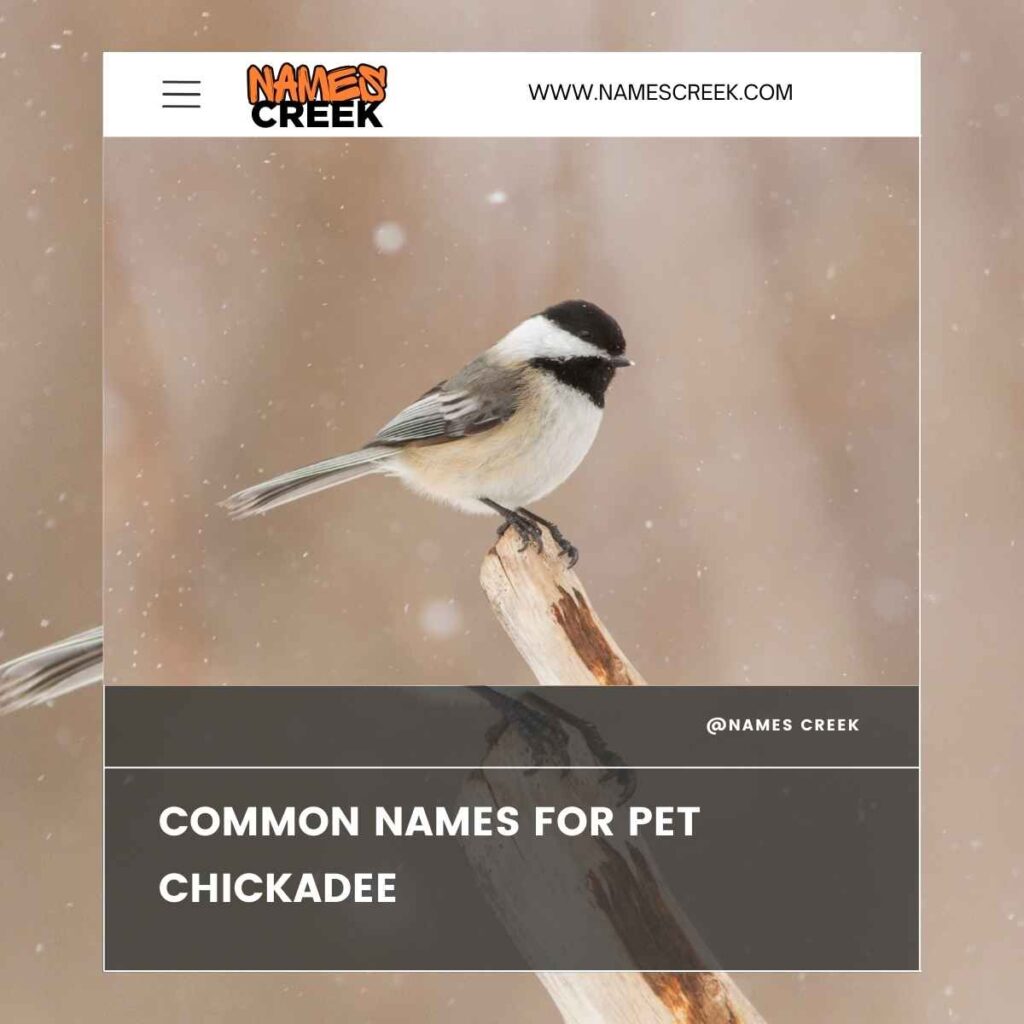 Common Names for Pet Chickadee