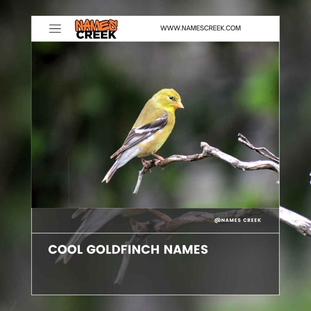 Cool Goldfinch Names