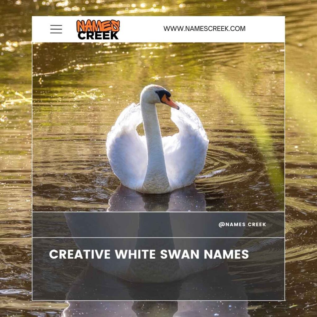 Creative White Swan Names