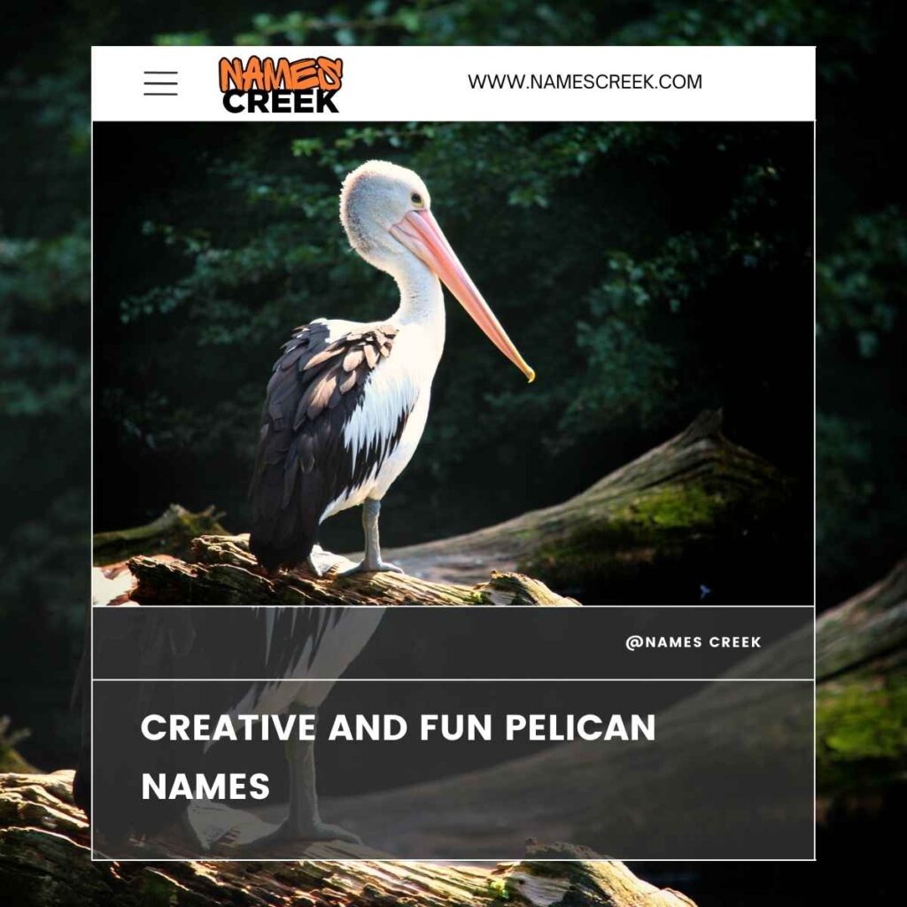 Creative and Fun Pelican Names