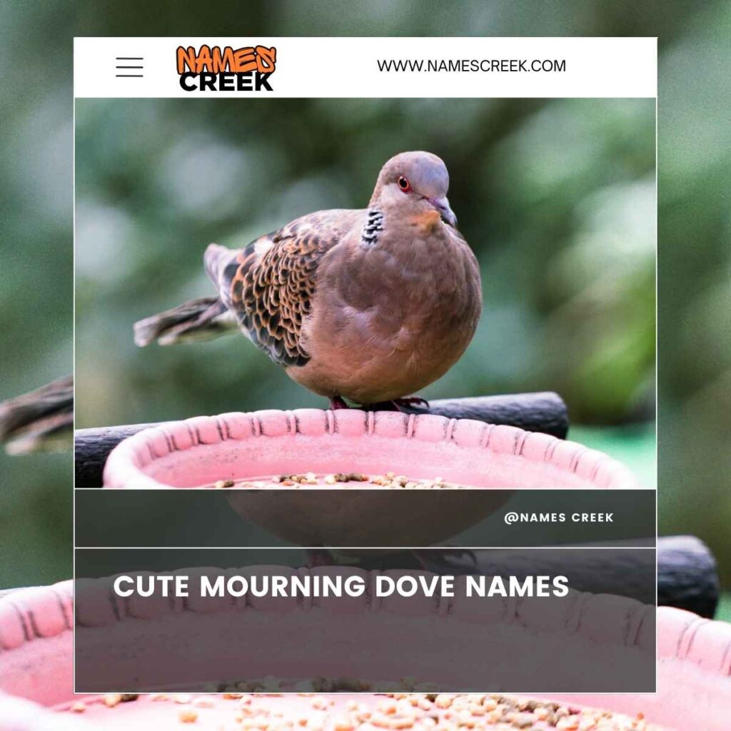 Cute Mourning Dove Names