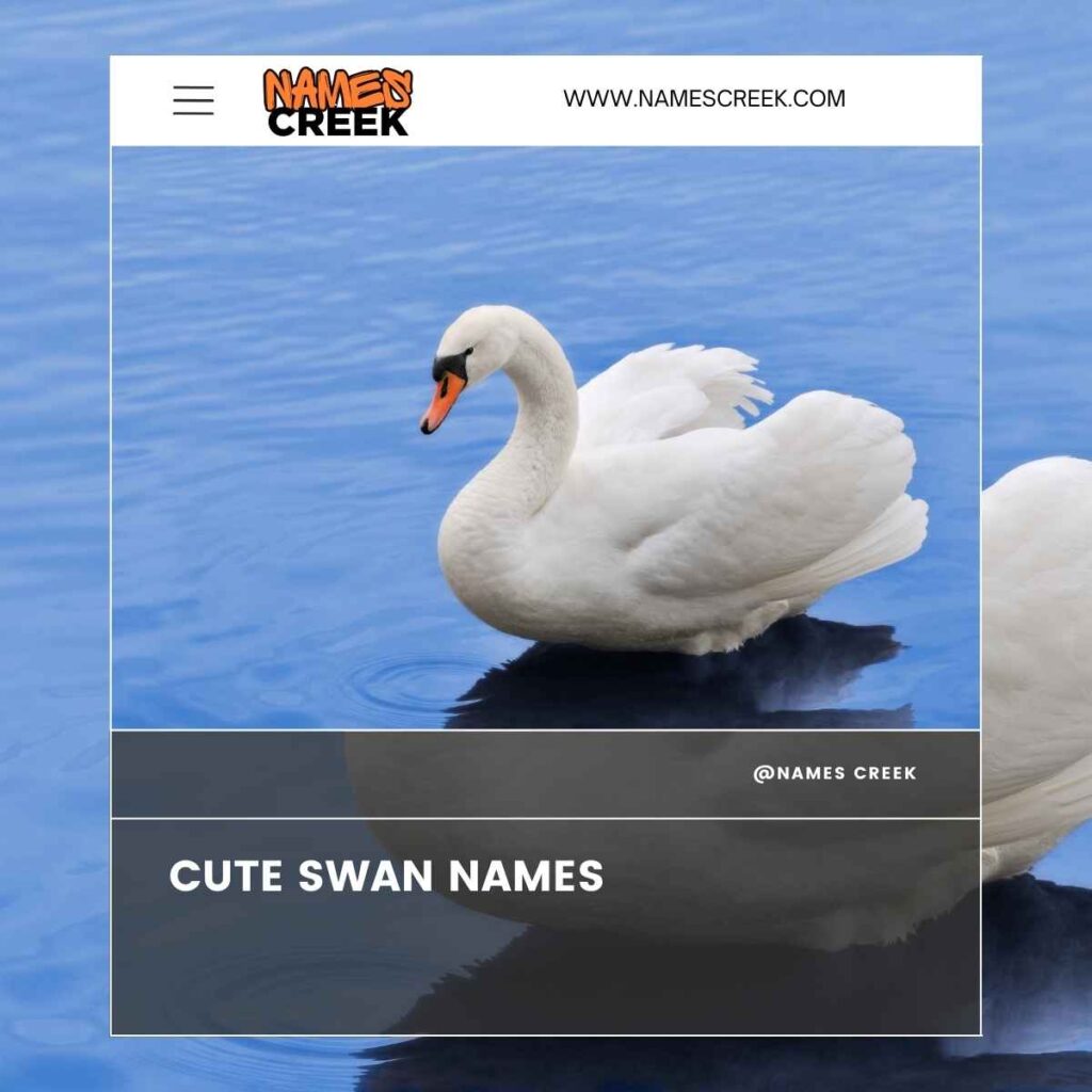 Cute Swan Names