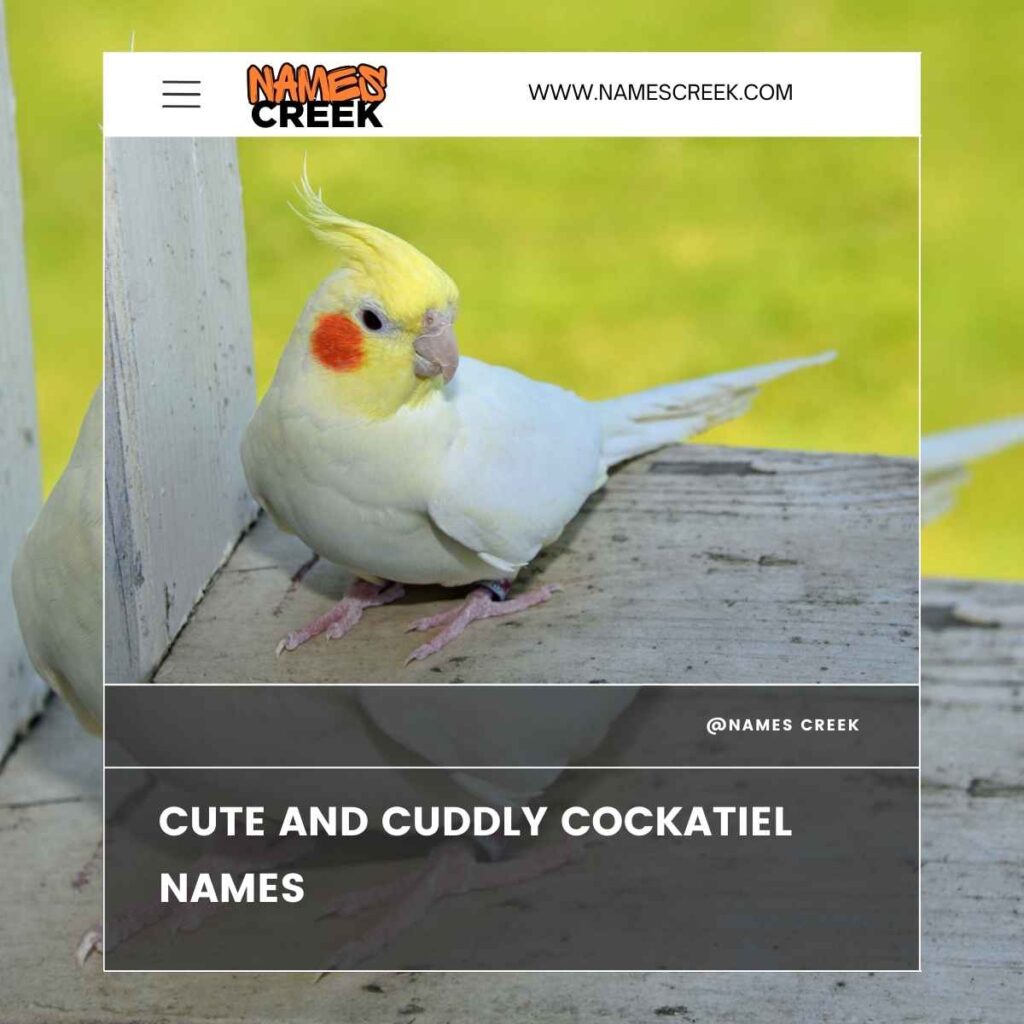 Cute and Cuddly Cockatiel Names