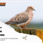 Exploring the World of 350+ Dove Names