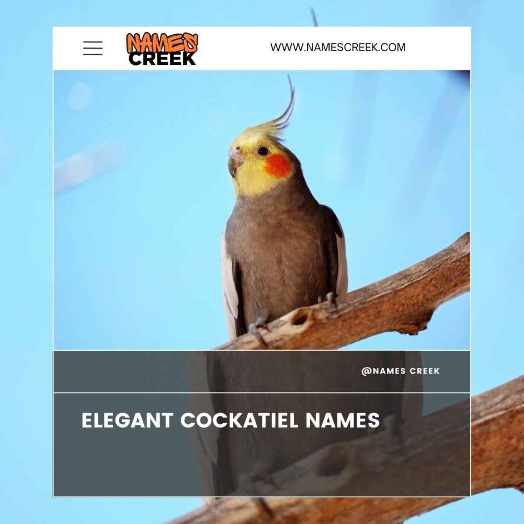 Elegant Cockatiel Names