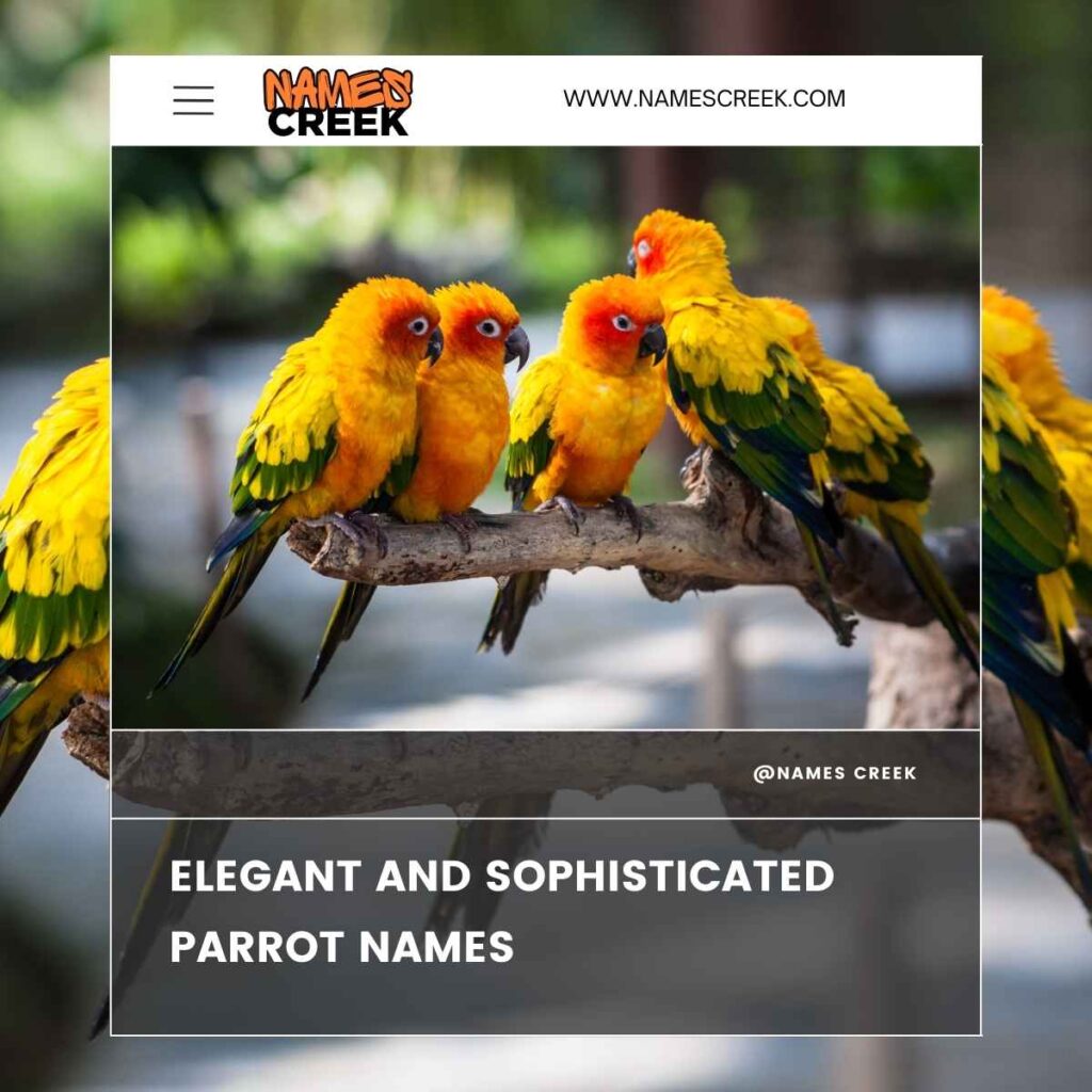 Elegant and Sophisticated Parrot Names