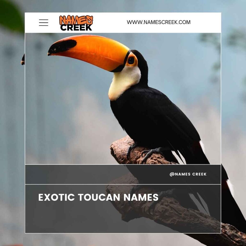 Exotic Toucan Names