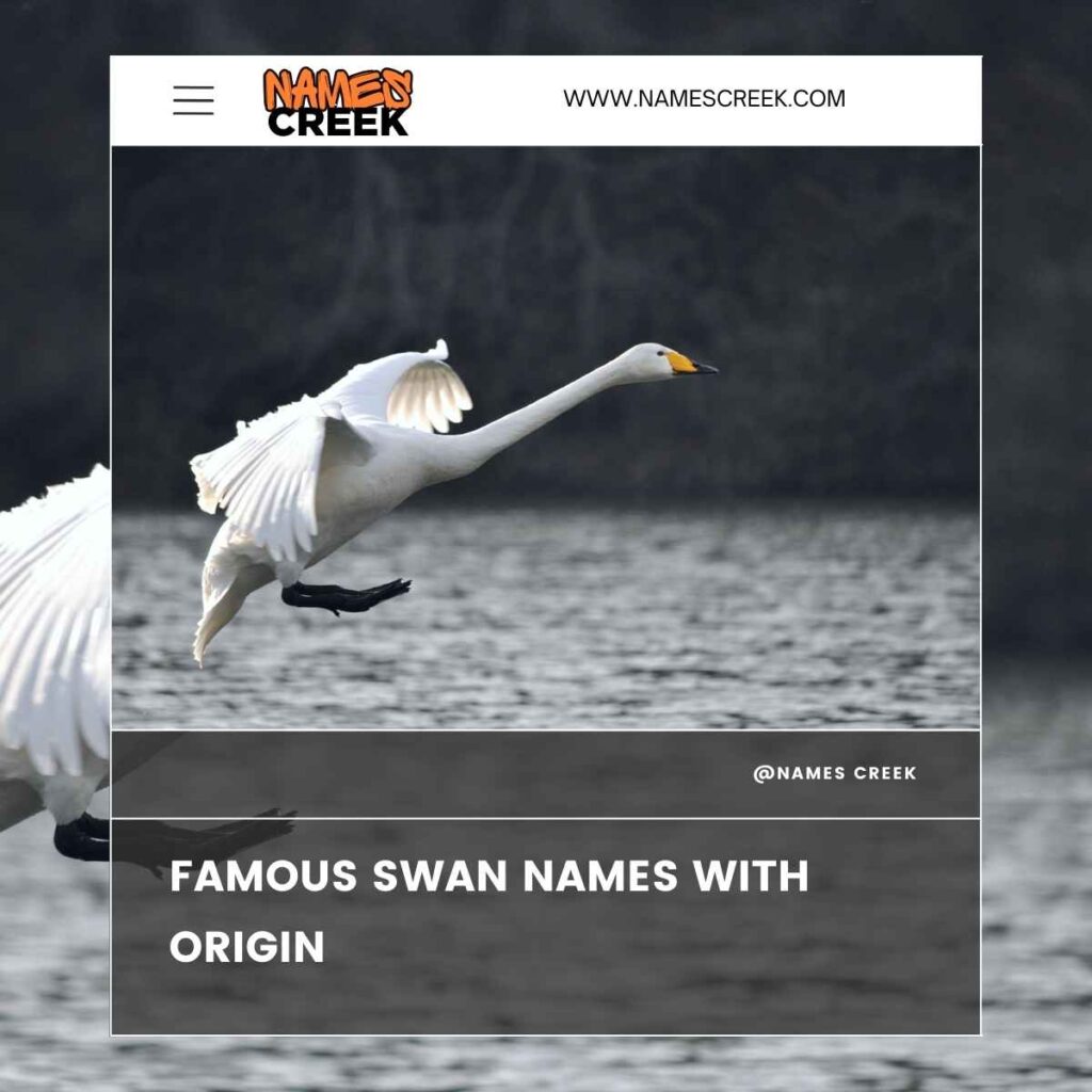 Famous Swan Names with Origin