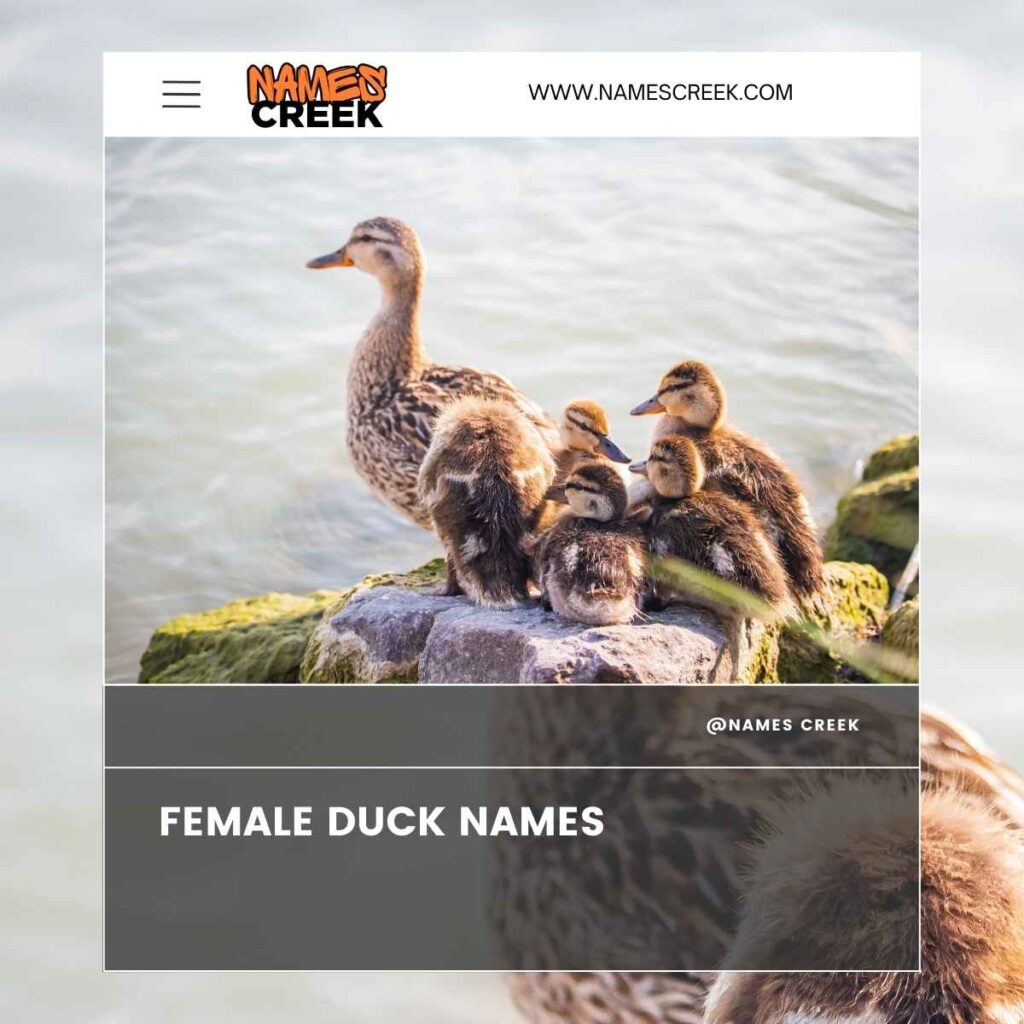 Female Duck Names