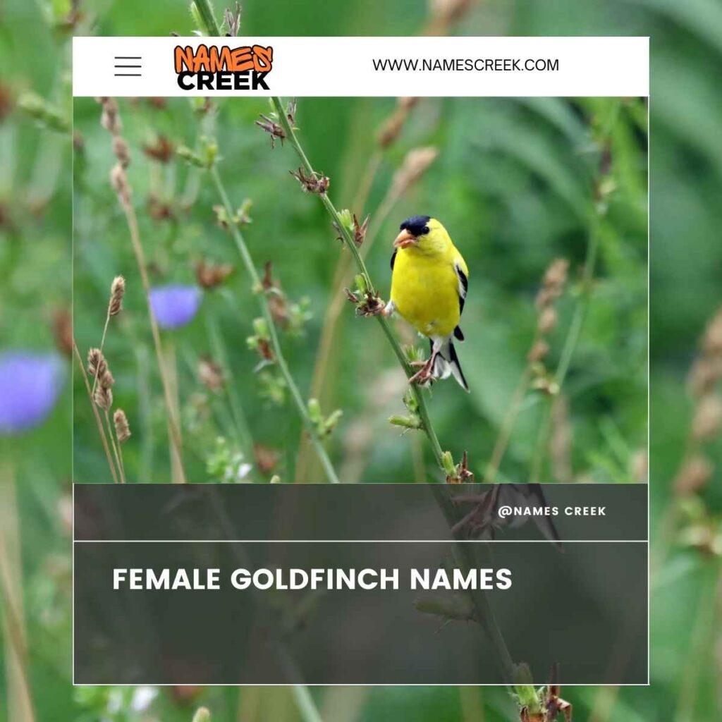 Female Goldfinch Names