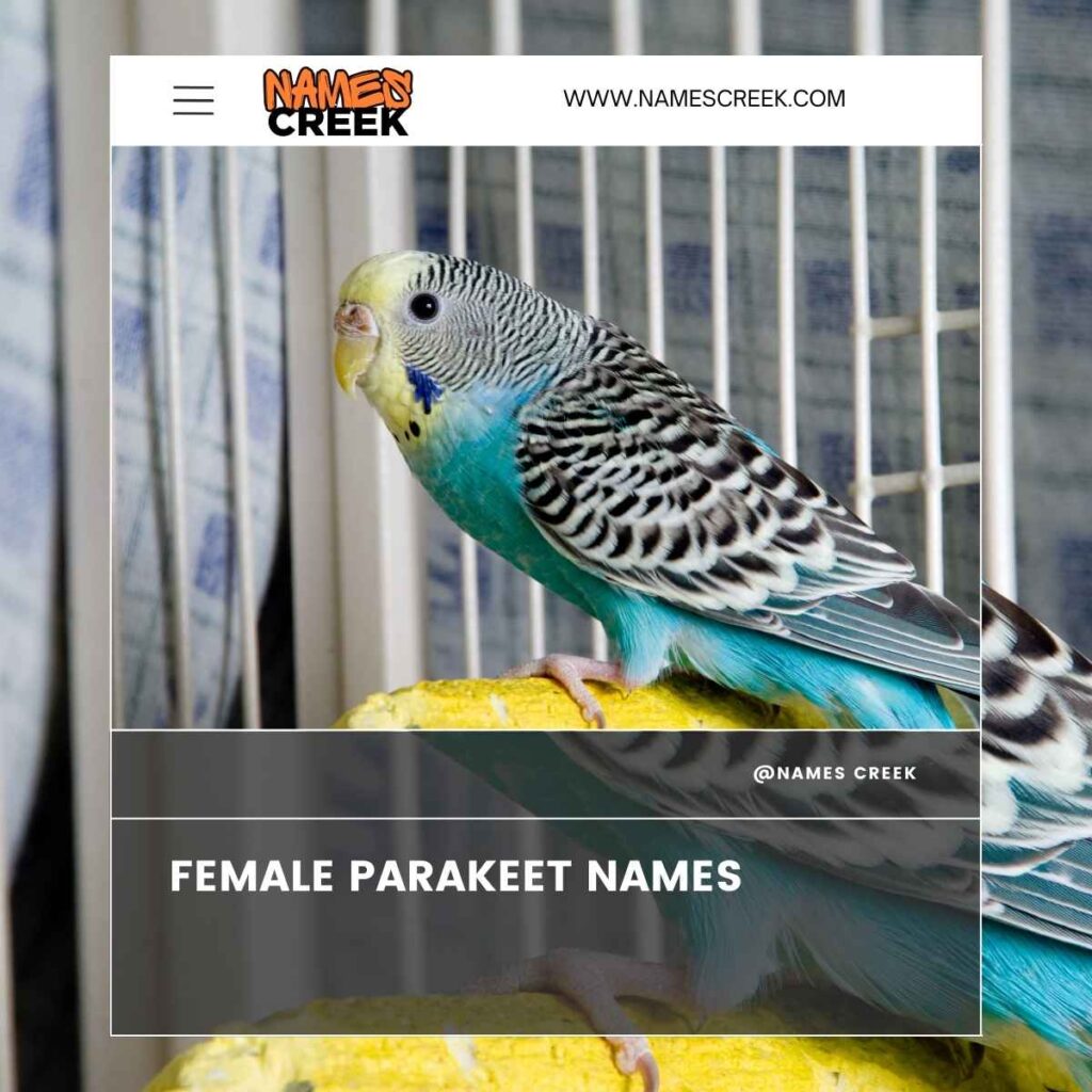 Female Parakeet Names