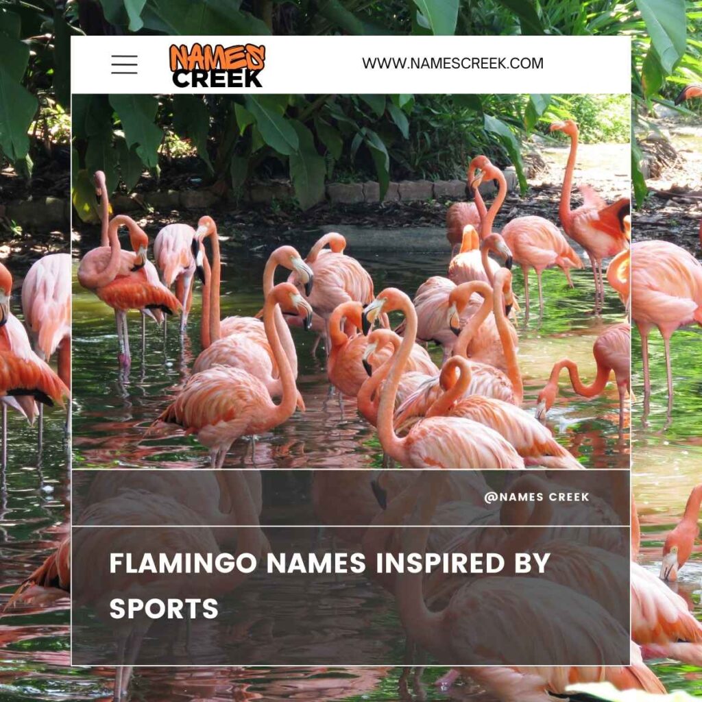 Flamingo Names Inspired by Sports