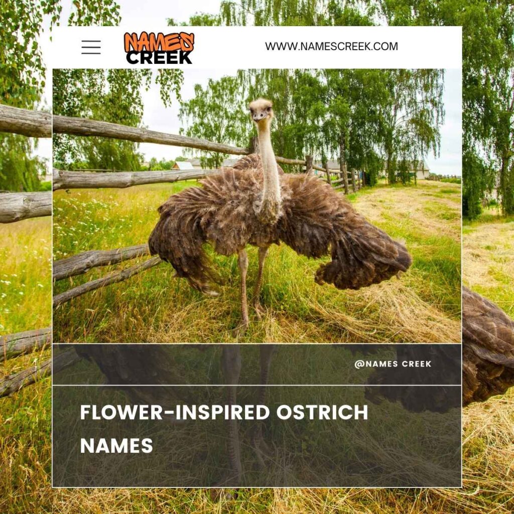 Flower-Inspired Ostrich Names