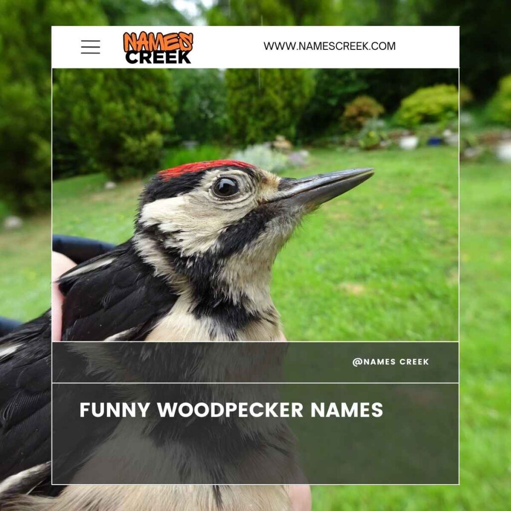 Funny Woodpecker Names