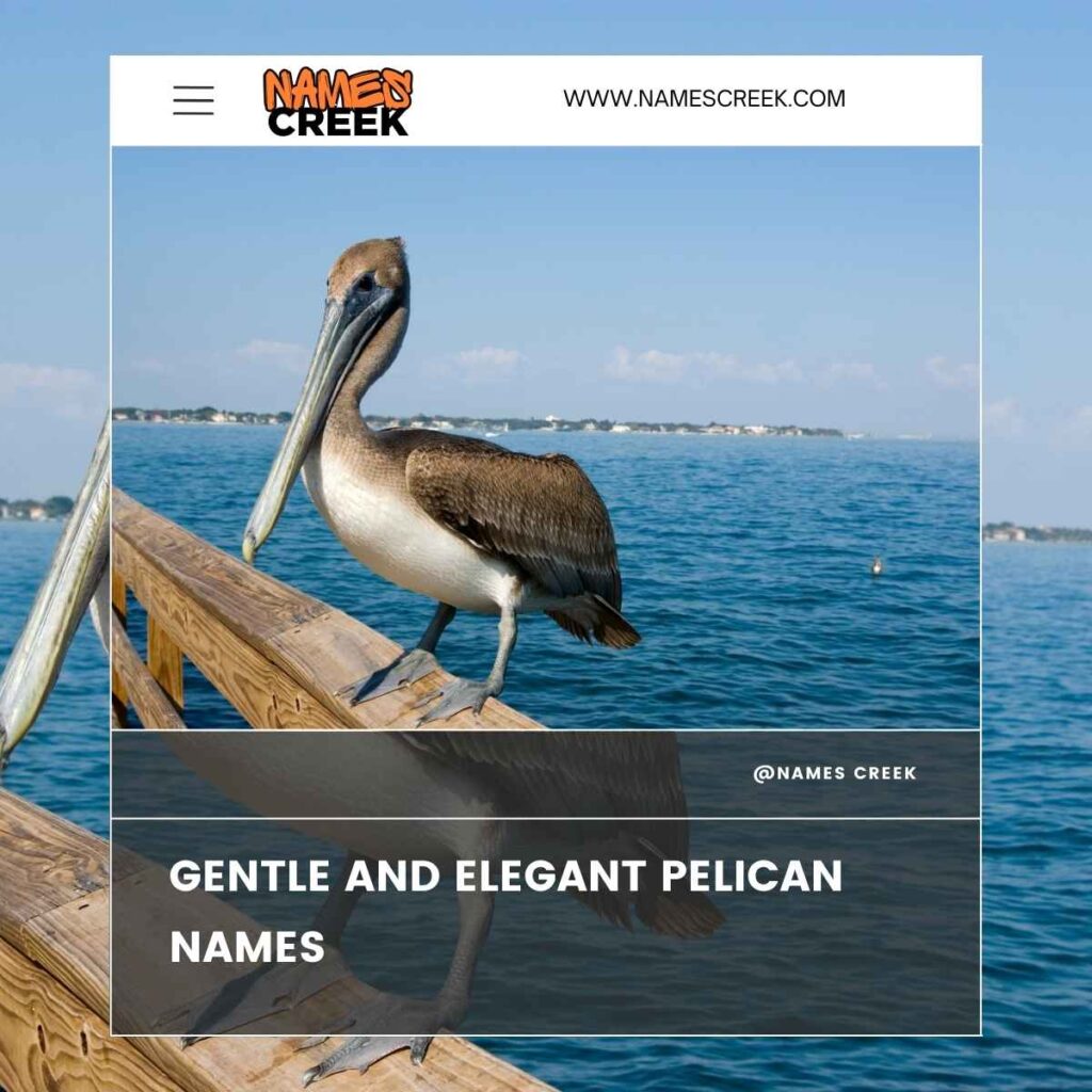 Gentle and Elegant Pelican Names