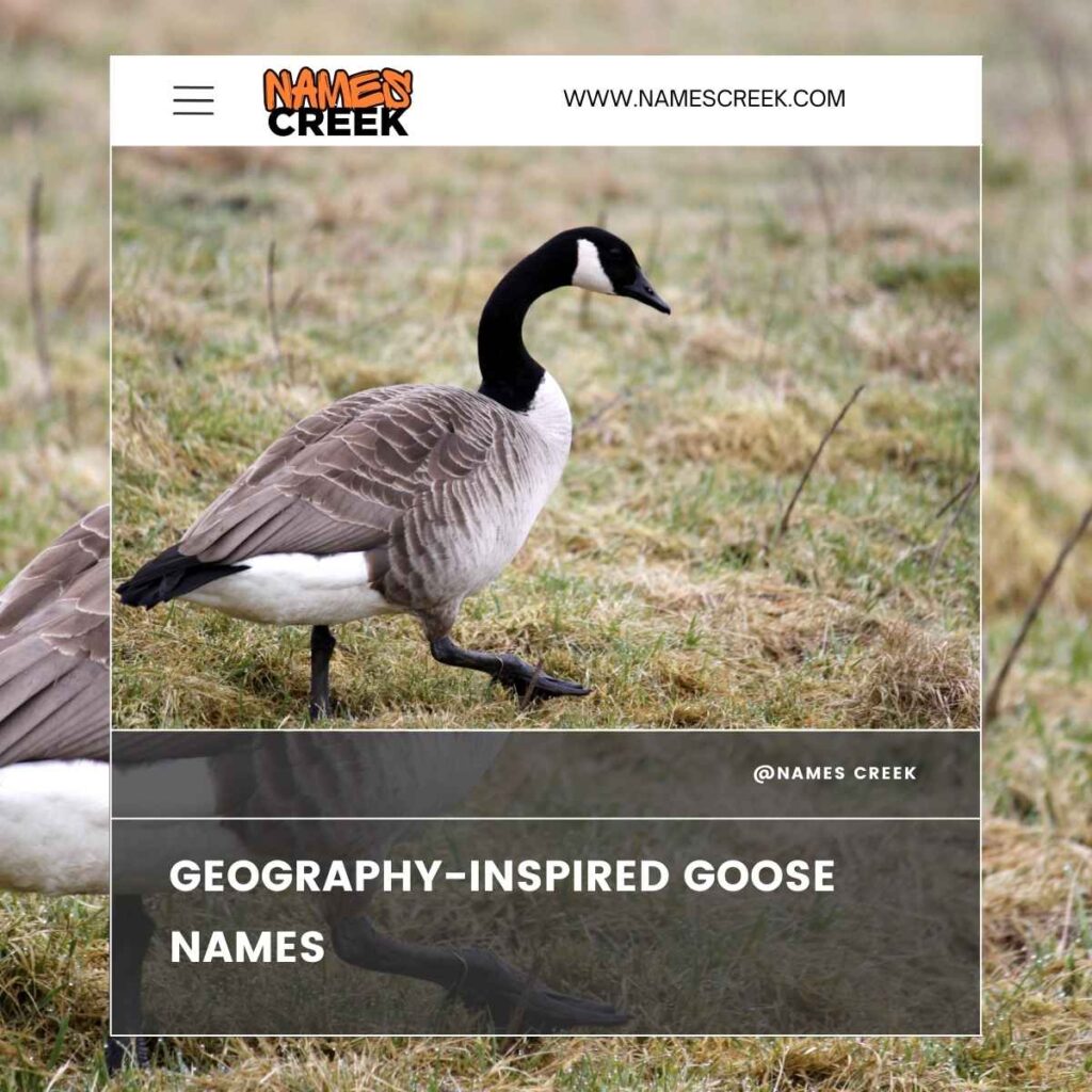 Geography-Inspired Goose Names