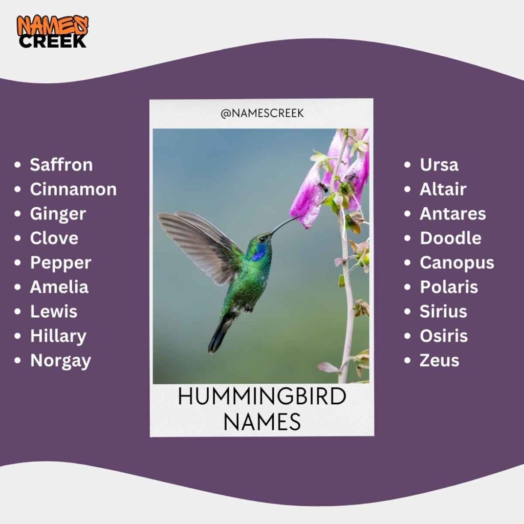 Hummingbird Names 400 Charming and Creative Ideas