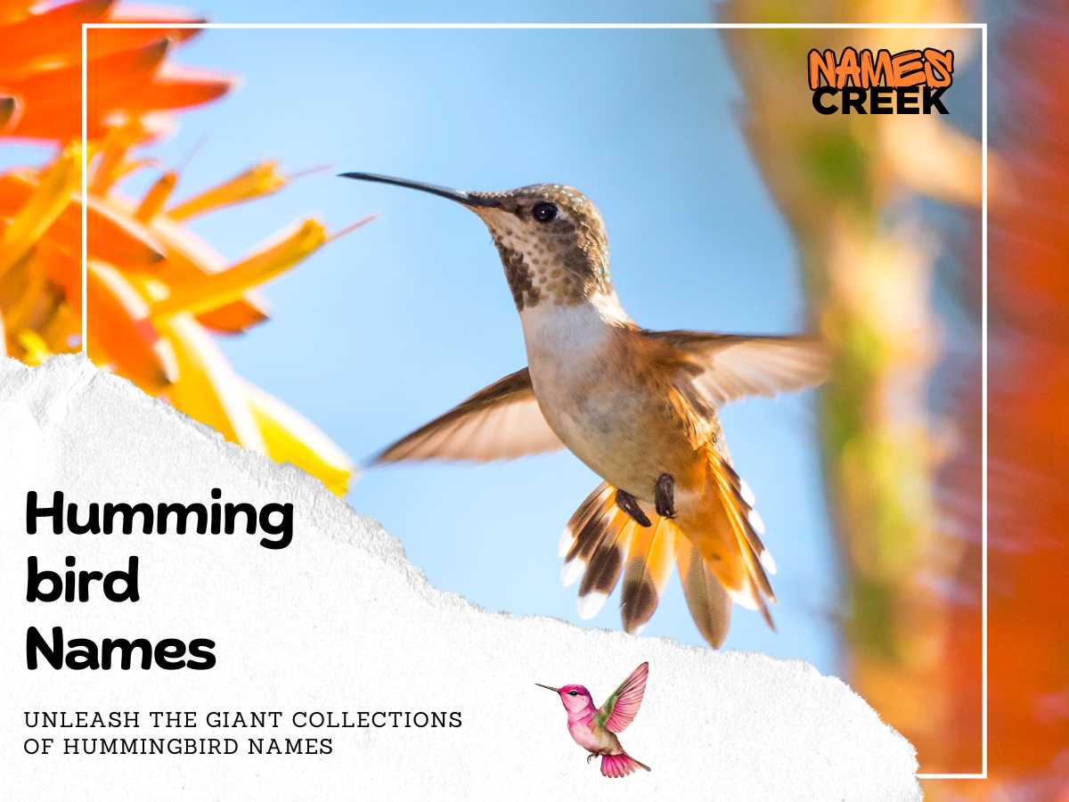 Hummingbird Names