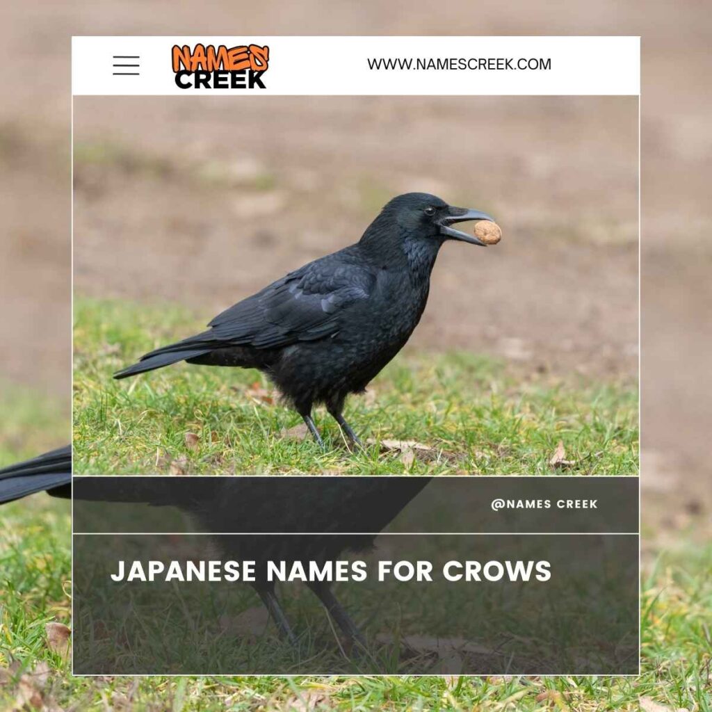 Japanese Names for Crows