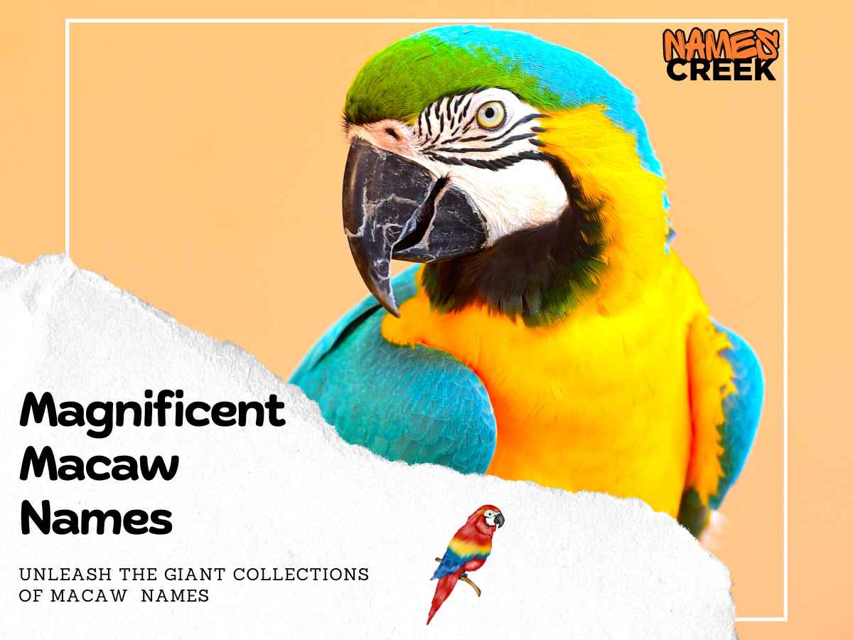 150 Magnificent Macaw Names: Colorful Inspiration for Your Feathered Friend