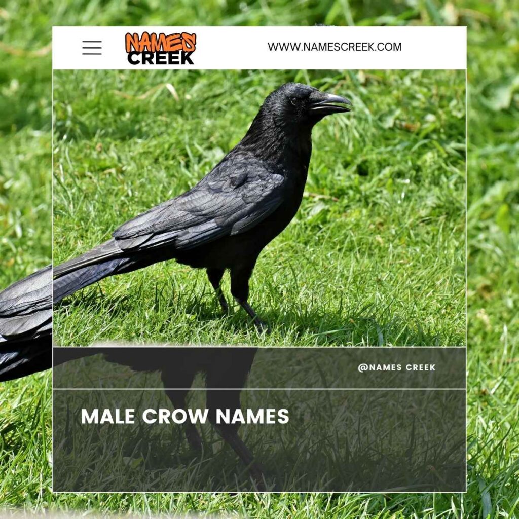 Male Crow Names