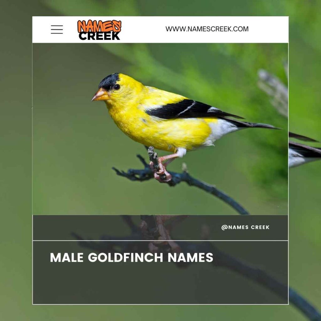 Male Goldfinch Names