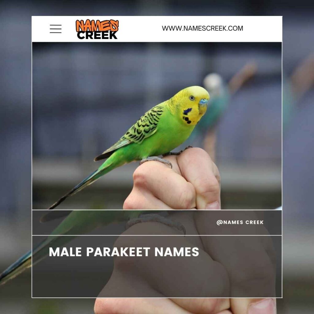 Male Parakeet Names