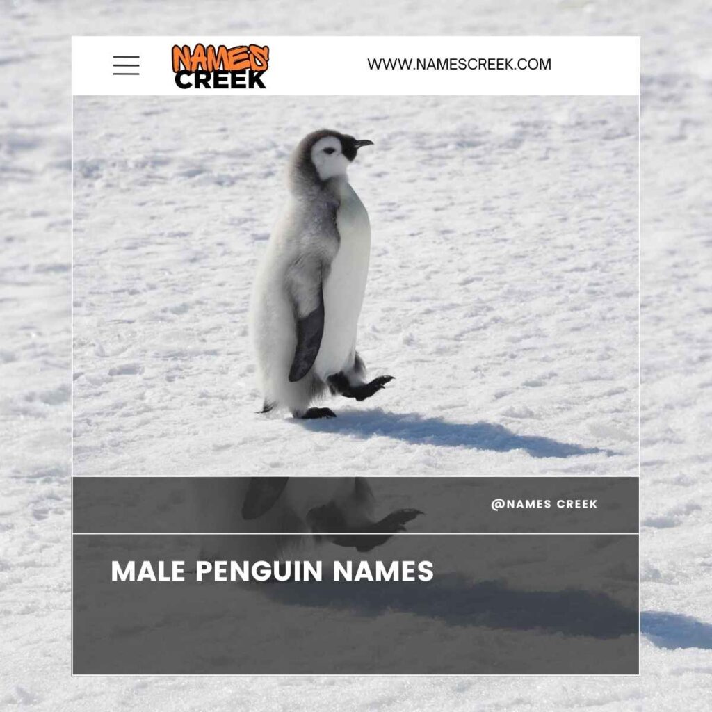 Male Penguin Names