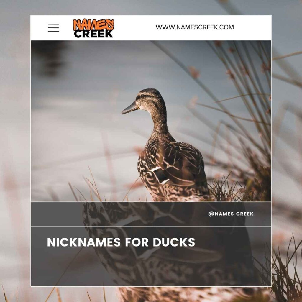 Nicknames for Ducks