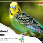 300 Unique Parakeet Names: Find the Perfect Name for Your Feathered Friend