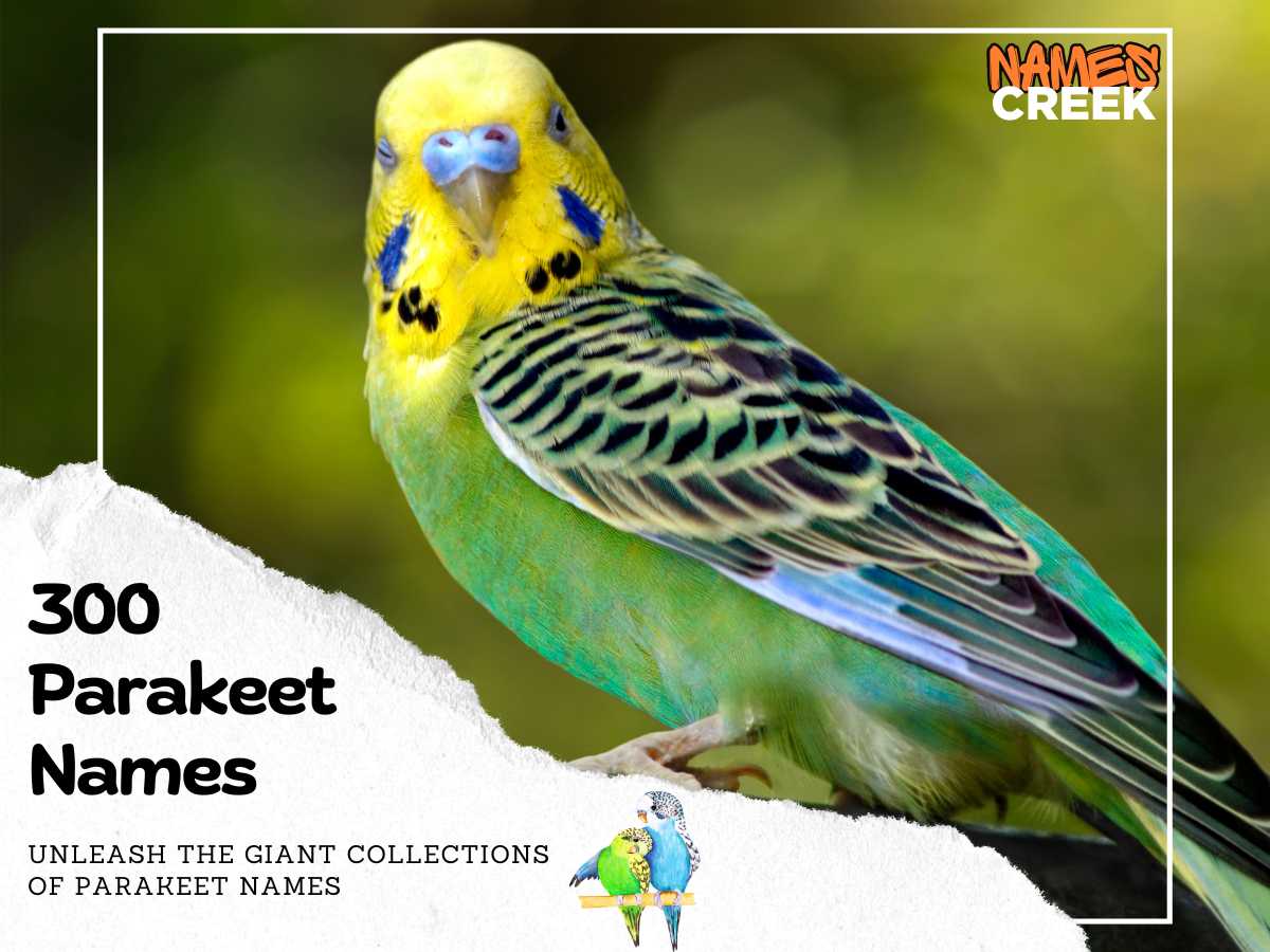 300 Unique Parakeet Names: Find the Perfect Name for Your Feathered Friend