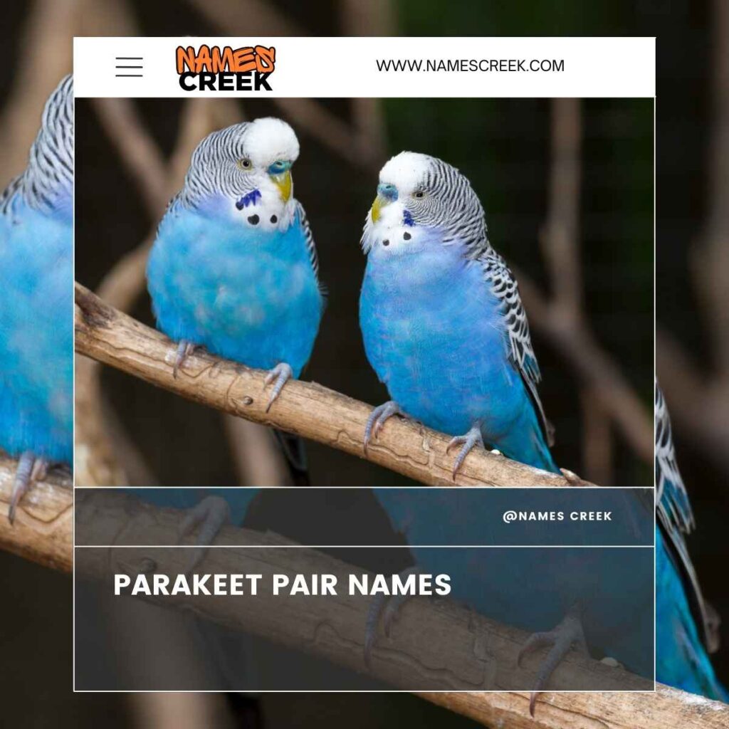 Parakeet Pair Names