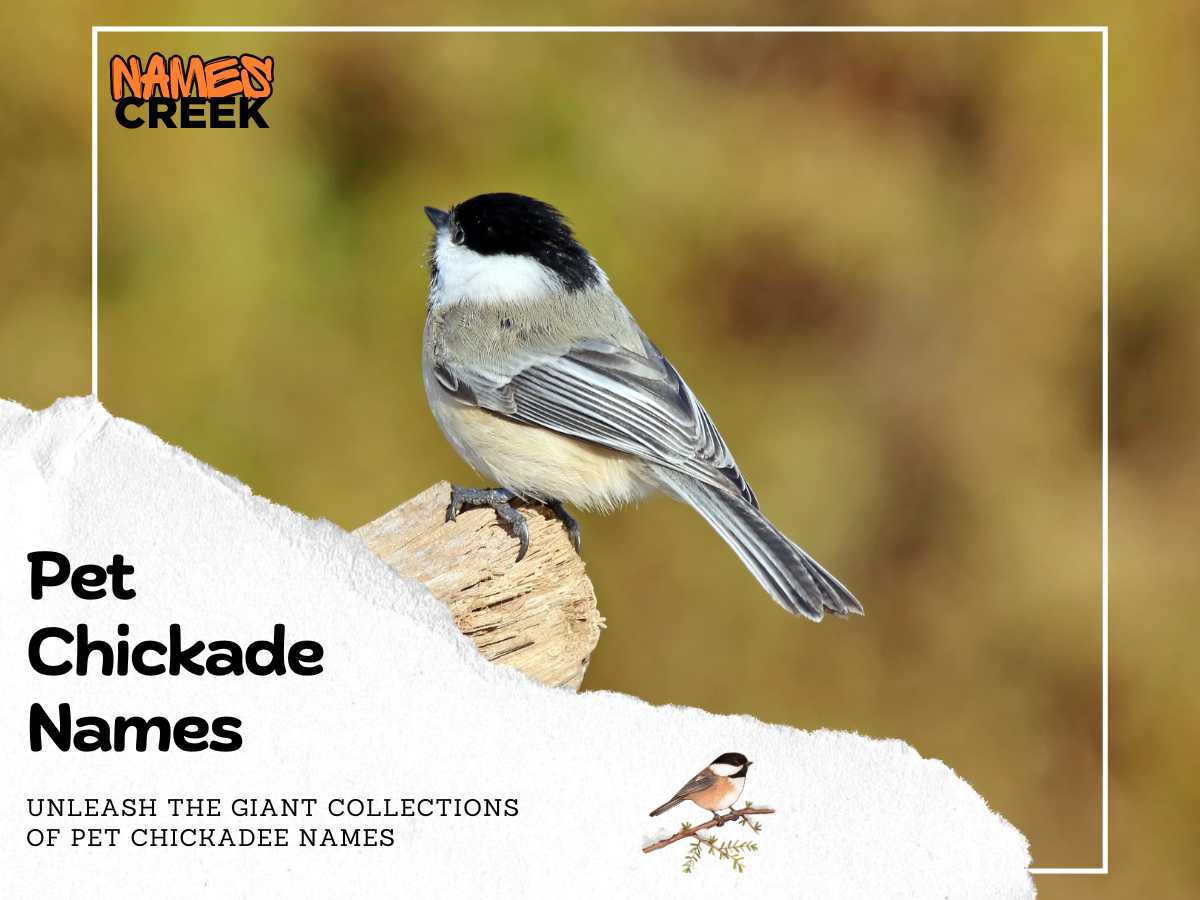 Pet Chickadee Names