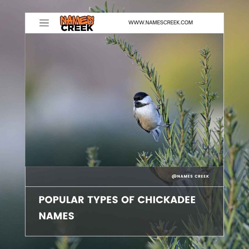 Popular Types of Chickadee Names