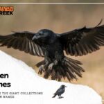 260 Creative Raven Names