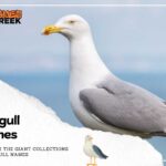 Discovering 210 Seagull Names: A Comprehensive Guide