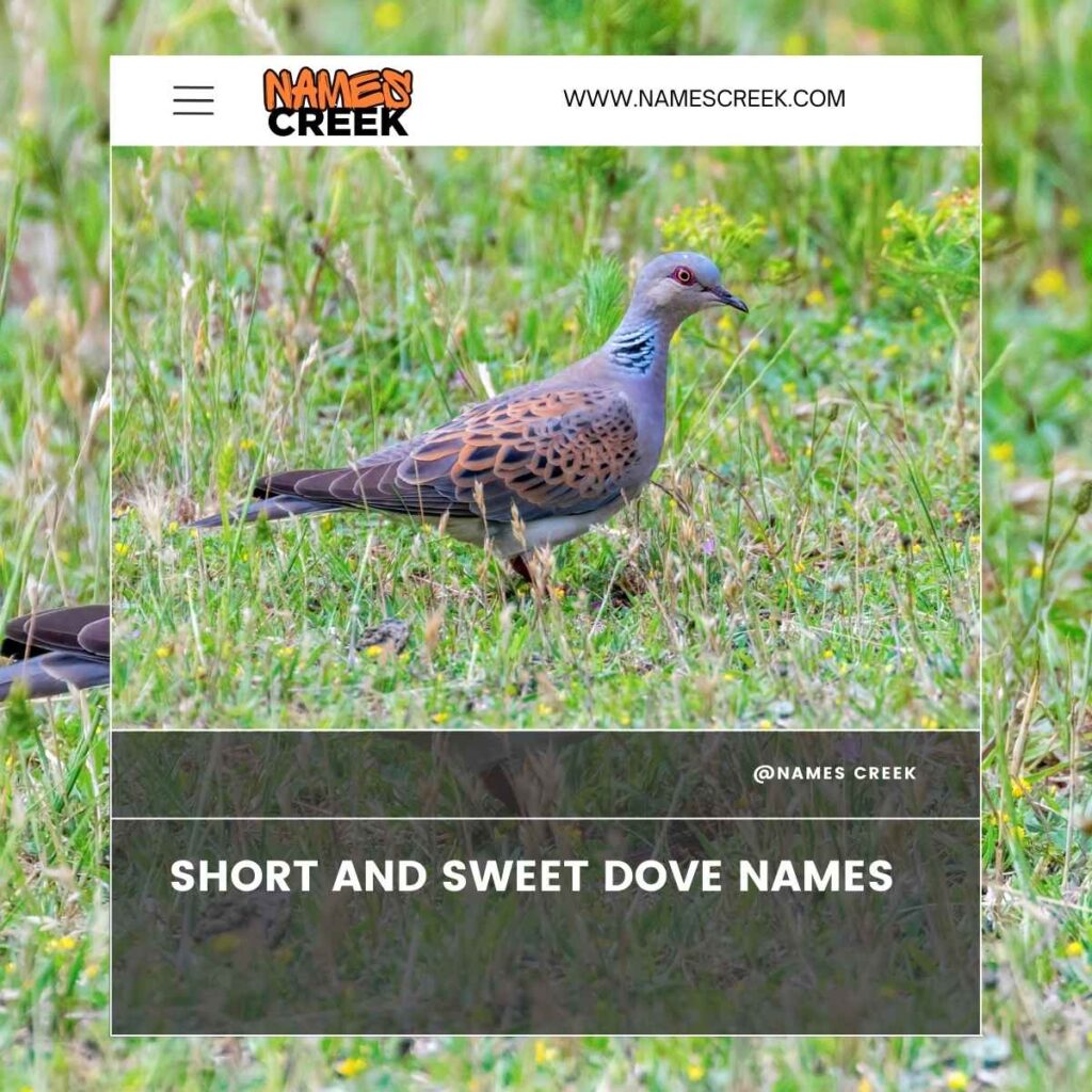 Short and Sweet Dove Names