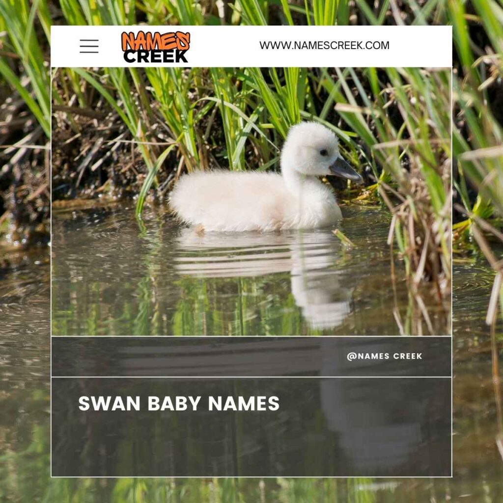 Swan Baby Names