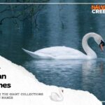 364 Unique Swan Names: Best Names for Your Elegant Companion