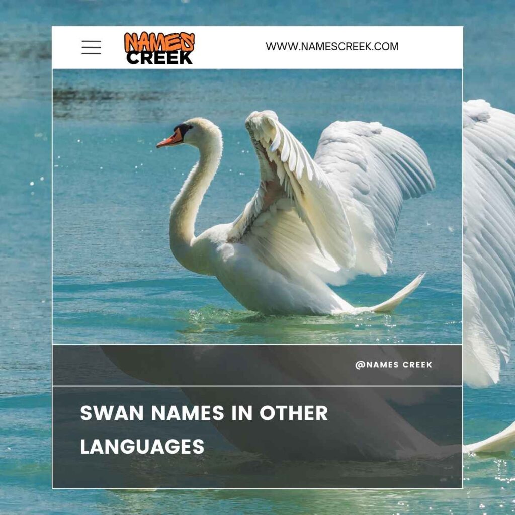 Swan Names in Other Languages