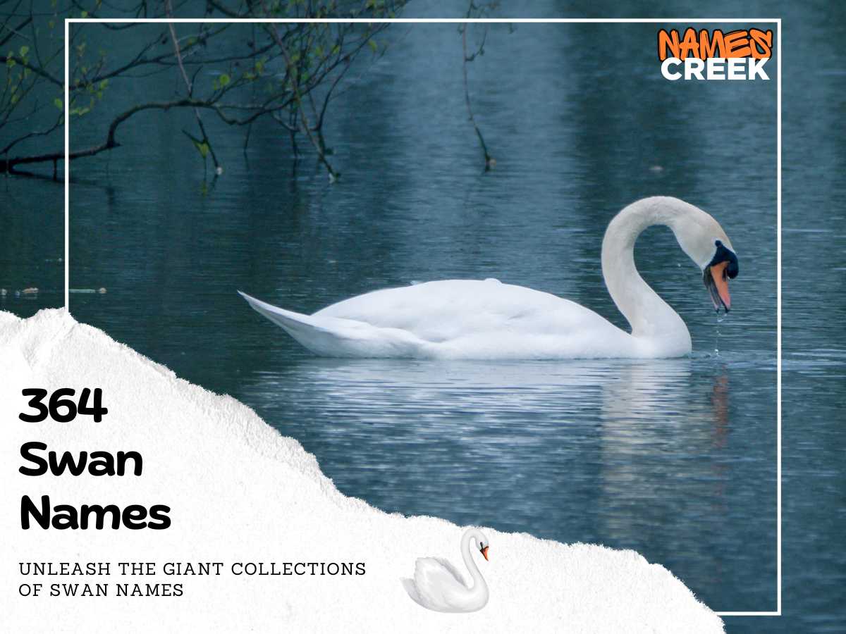 450 Unique Swan Names: Best Names For Your Elegant Companion