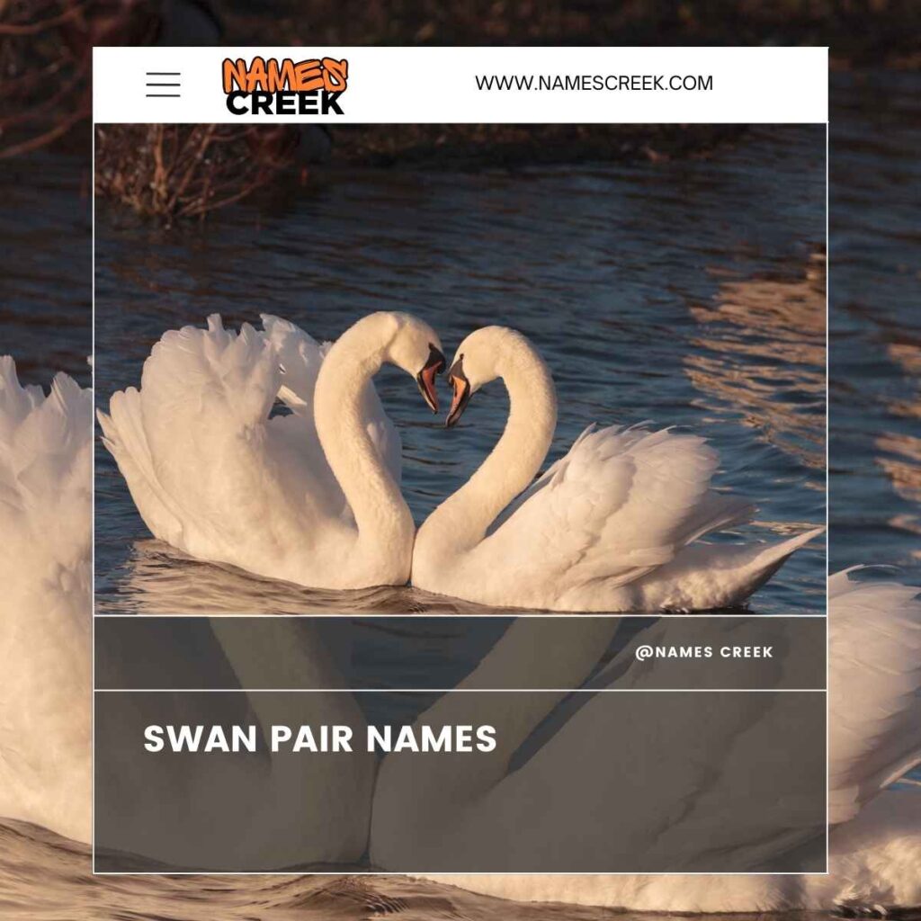 Swan Pair Names