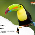 Colorful Companions: 480 Captivating Toucan Names