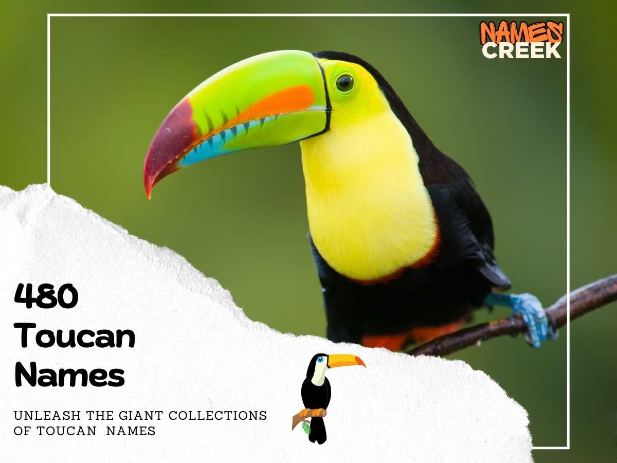 Colorful Companions: 480 Captivating Toucan Names