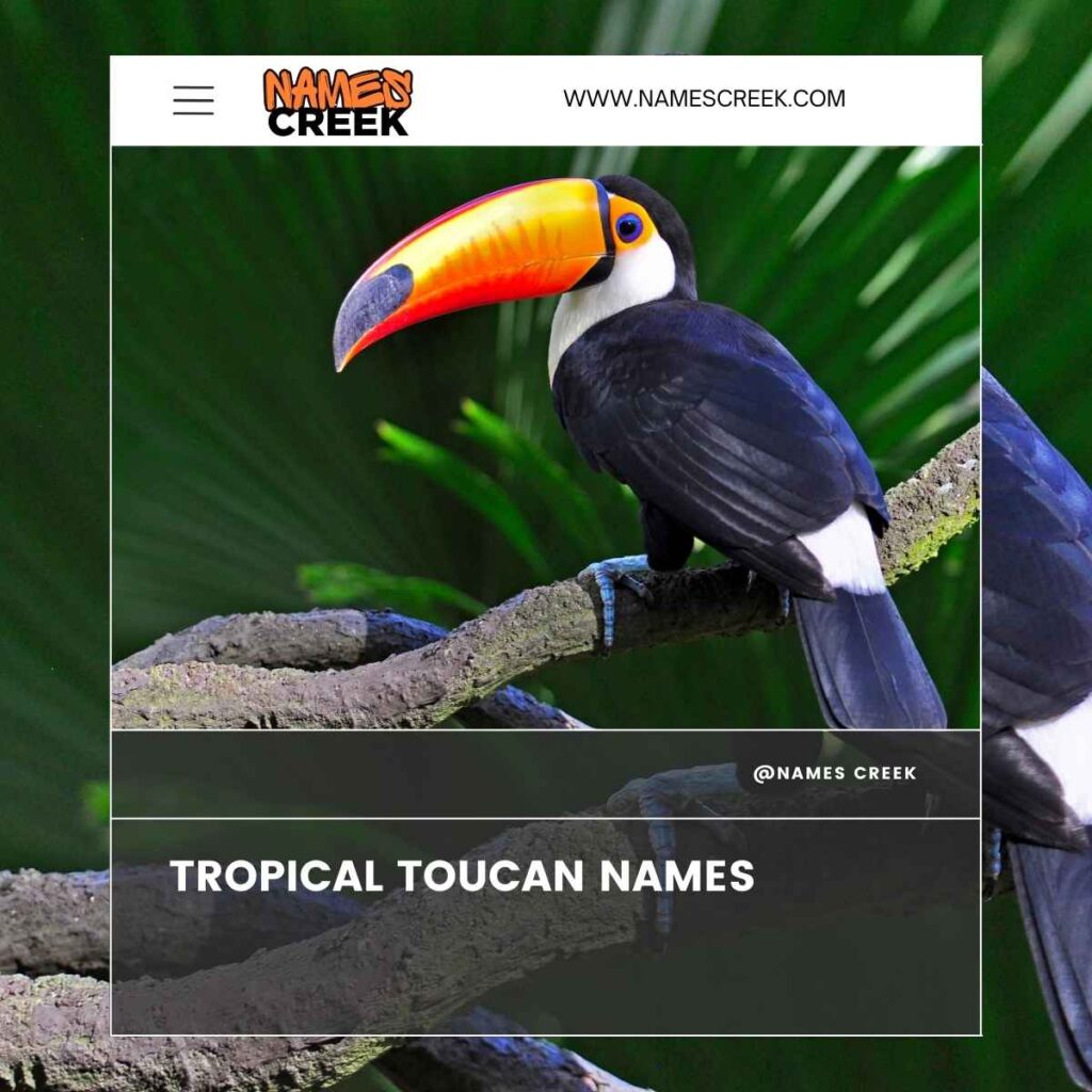 Tropical Toucan Names