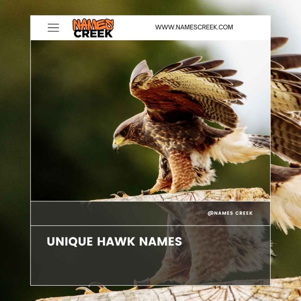 Unique Hawk Names