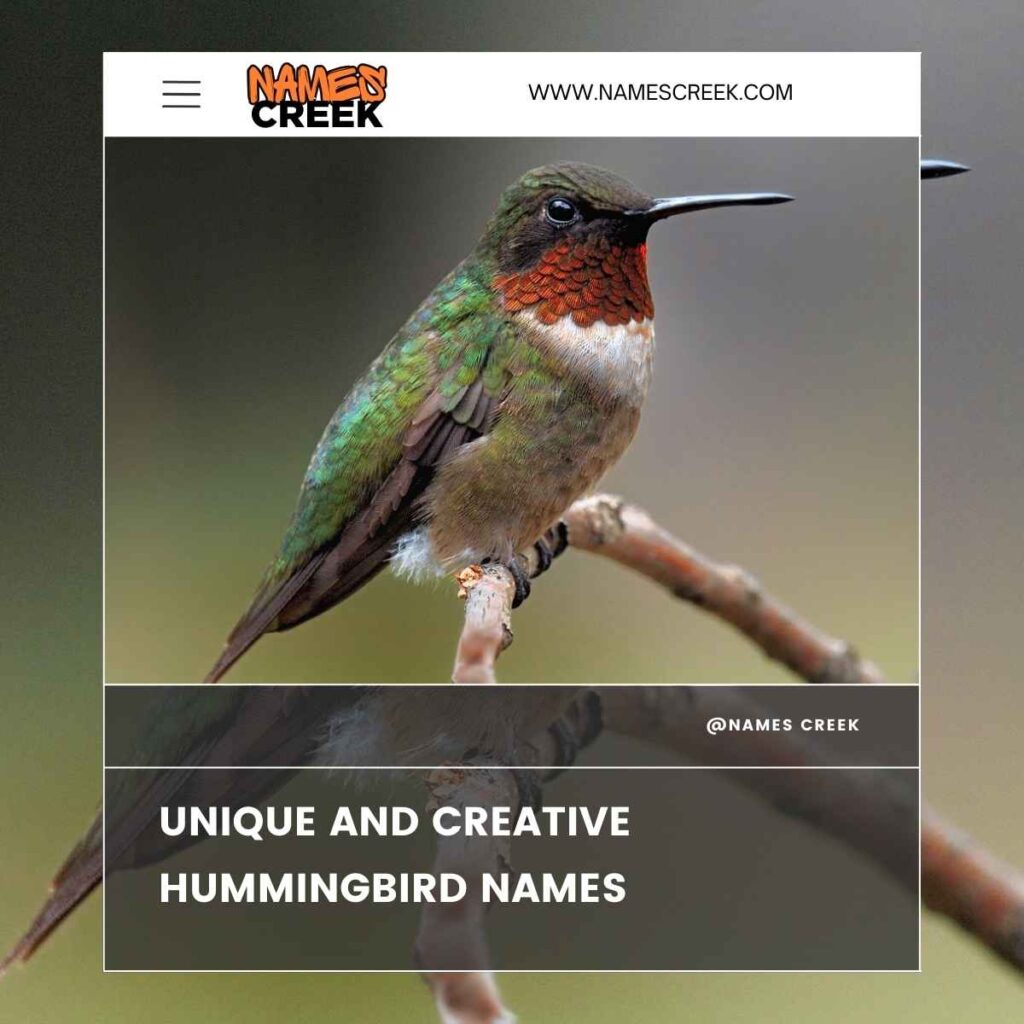 Unique and Creative Hummingbird Names