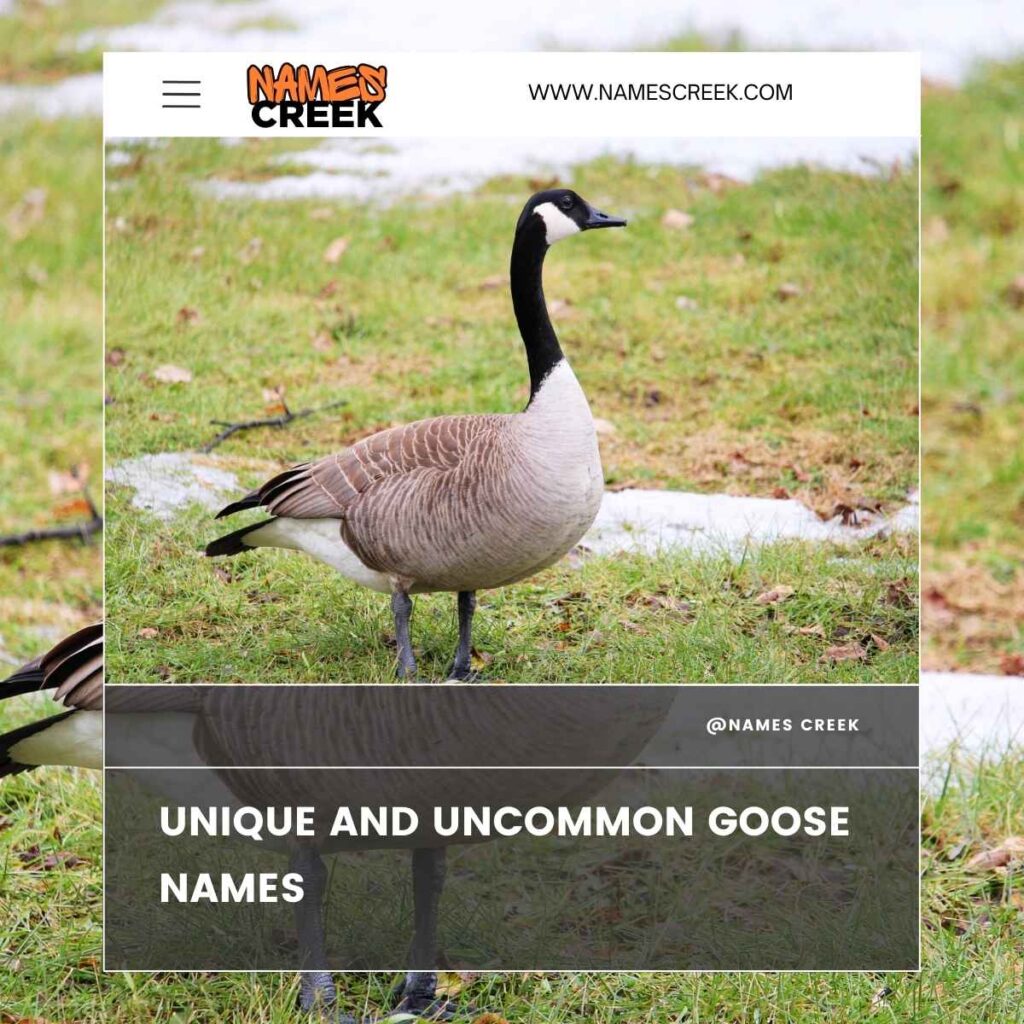 Unique and Uncommon Goose Names