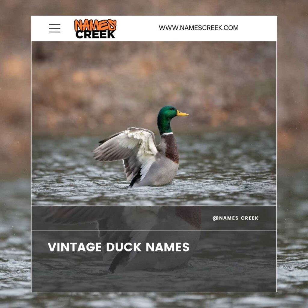 Vintage Duck Names